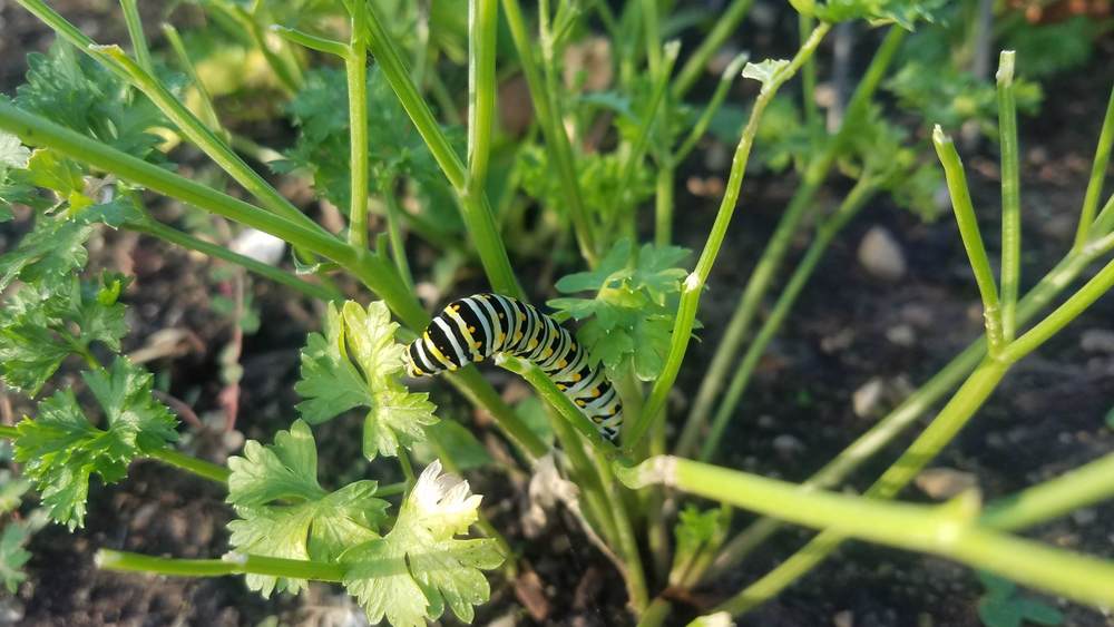 caterpillar in the garden